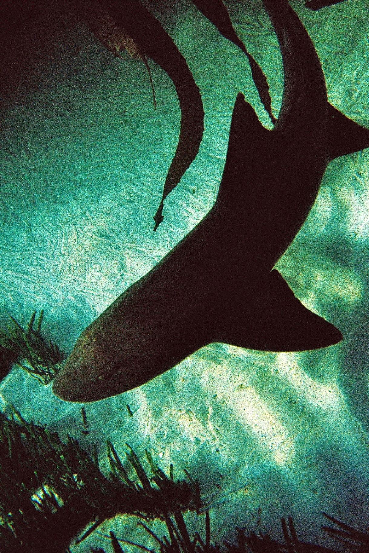 Sevengill shark cruising through the kelp