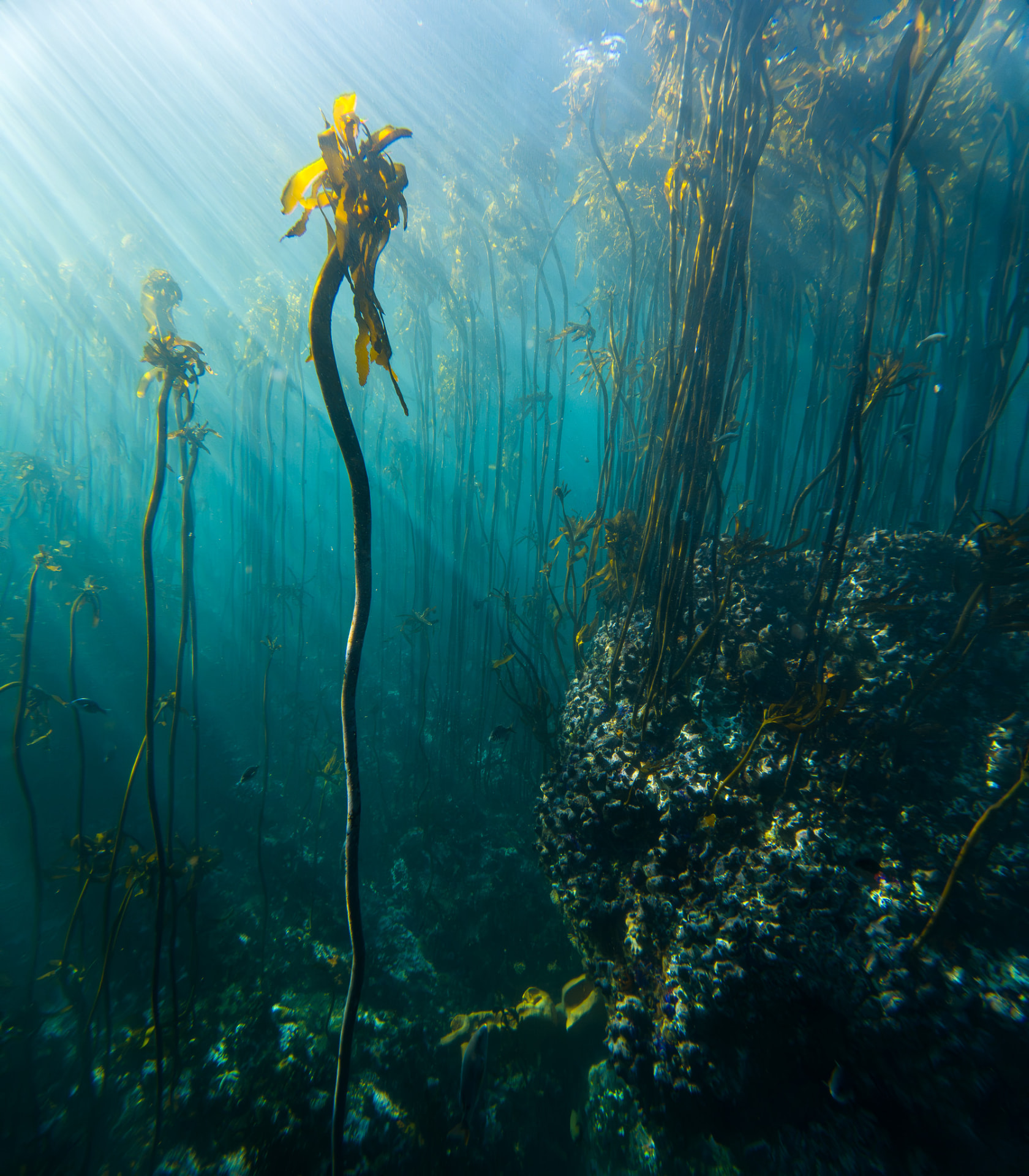 Sunlight filtering through a dense kelp forest
