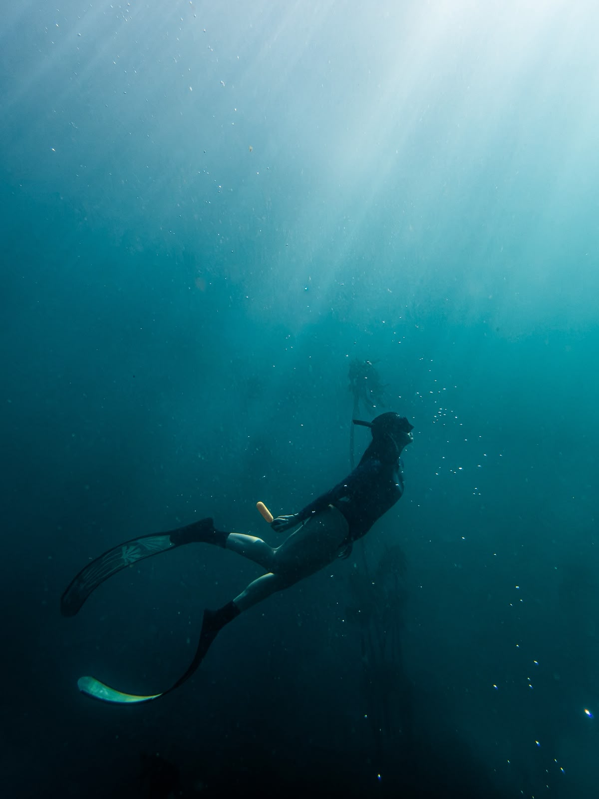 Freediver ascending through the kelp forest
