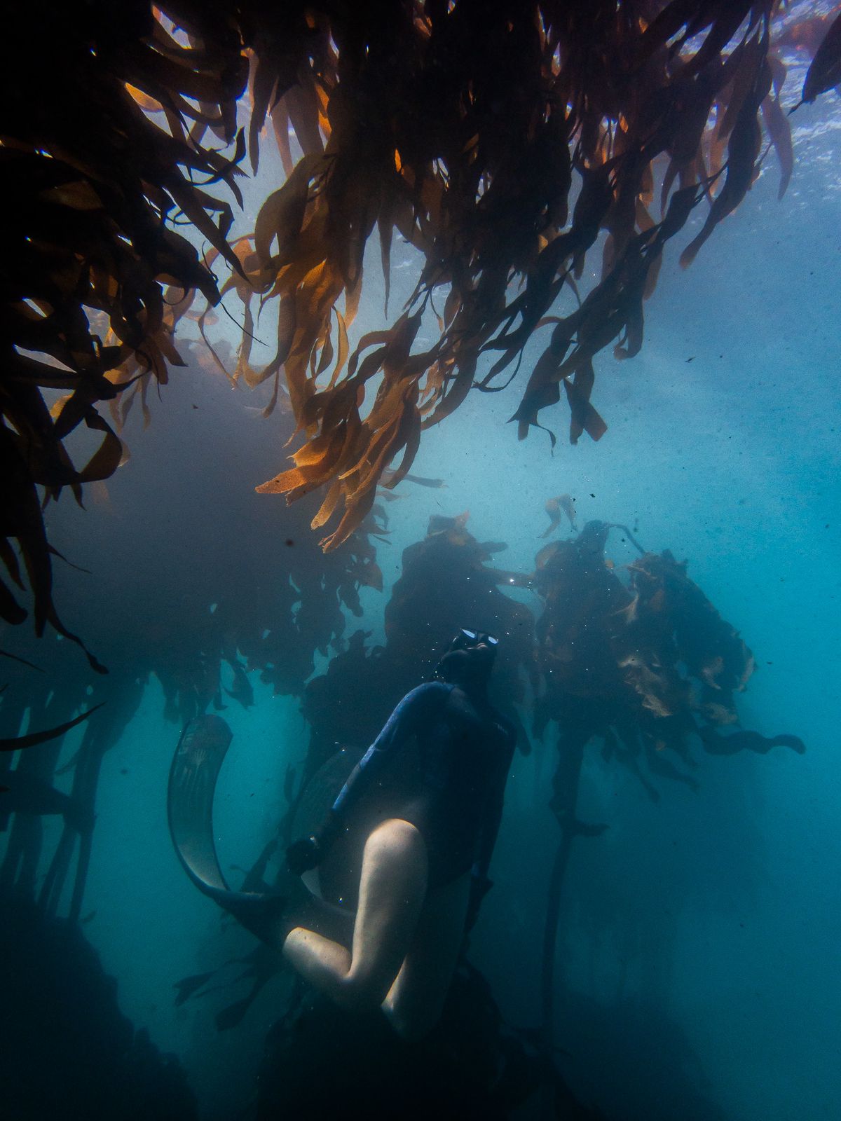 Freediver descending into a Cape Town kelp forest