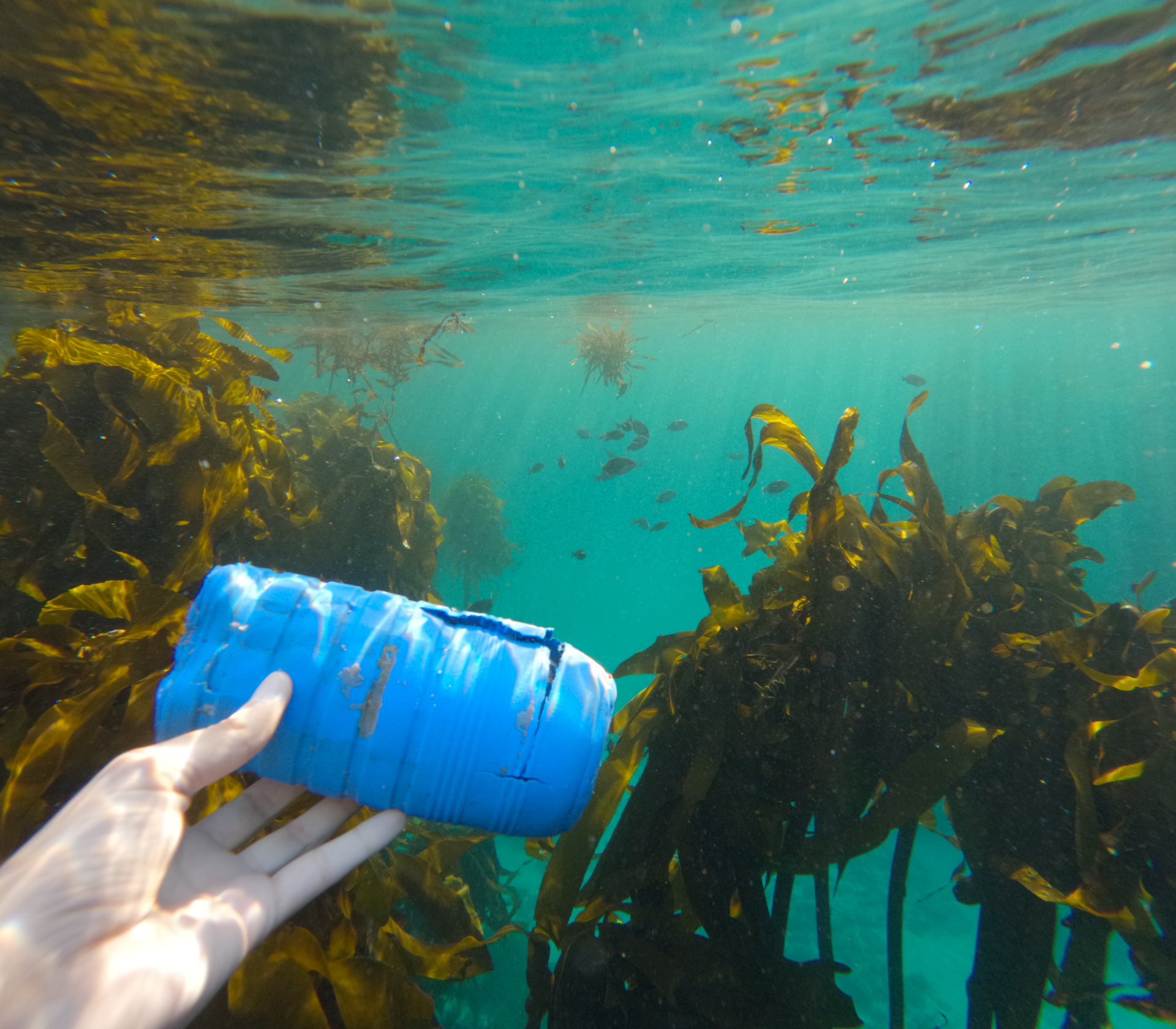 Plastic bottle pulled from the kelp forest